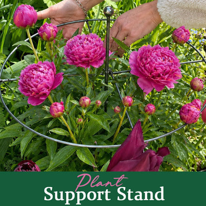 🔥 Hot Sale Peony Plant Support Ring | Heavy Duty Flower Cage Stake for Garden & Yard 🌷