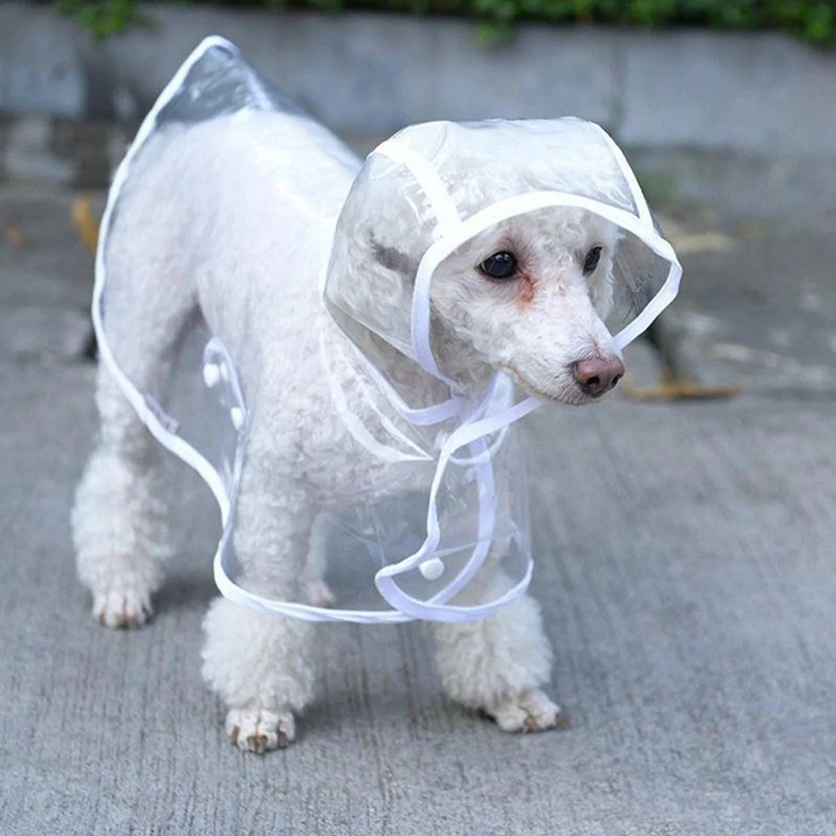 🌧️ Clear Dog Raincoat
