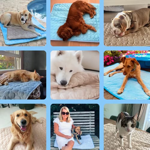 🐾Dog Mat  🔥🔥BUY 2 GET 10% OFF
