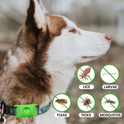 🐶🐱 12 Month Flea & Tick Collar | Long Lasting Protection