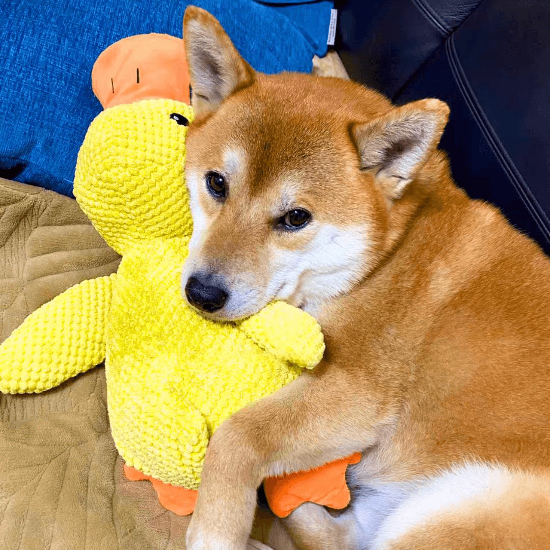 🪿🪿Calming Duck Toy   🔥🔥 Buy 2, Get 10% Off