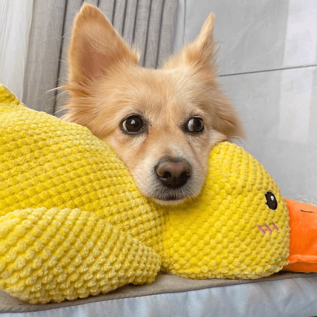 🪿🪿Calming Duck Toy   🔥🔥 Buy 2, Get 10% Off
