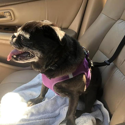 🐕🦺2-in-1 Dog Seatbelt and Leash