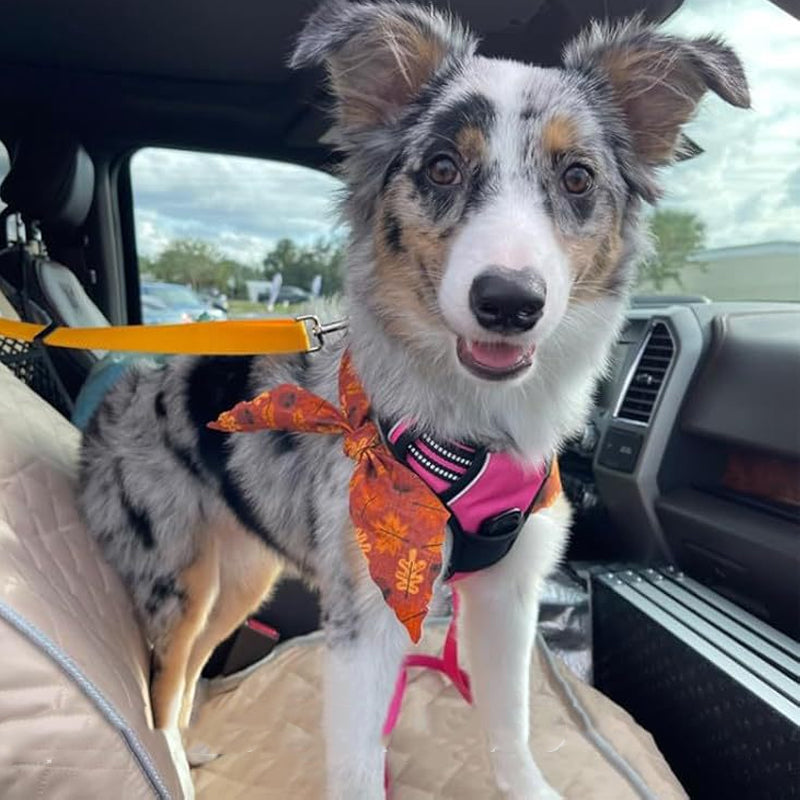 🐕🦺2-in-1 Dog Seatbelt and Leash