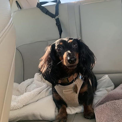 🐕🦺2-in-1 Dog Seatbelt and Leash